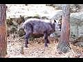 2010年11月16日 神戸森林植物園のニホンカモシカ・青葉トンネル・東門・野鳥の森