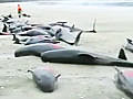 107 whales die in New Zealand