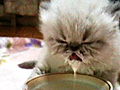 America’s Cutest Cat 2010: Milk Moustache