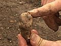 How To Plant Potatoes