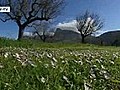 Mallorca lockt im Winter mit der Mandelblüte