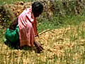 Orissa reels under unbroken dry spell