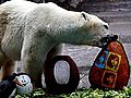 Raw Video: Animals Enjoy Easter at Argentina Zoo