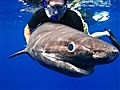 Wild - Sharks Attack Submarine