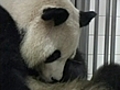 Panda birth caught on film