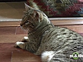 How to Adjust a New Cat to Your Home