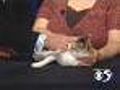 'Sally' - Calico Cat - #4342109