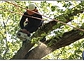 Tree Care - Protect Your Investment by Hiring a Professional