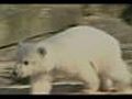 Berlín llora por la muerte del oso Knut