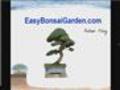 Bonsai Care Myths Exposed