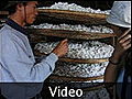 13 where the silk comes from - 02 ball video - Dalat, Vietnam