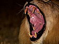 I,  Predator: Lion Unwelcome at Dinner