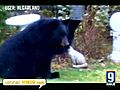 Officials Say Bear Likely Fed By Neighbors