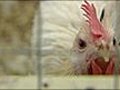 Chickens that cannot spread bird flu