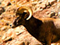 Canyonlands&#039; Big Horn Sheep