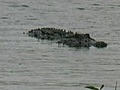 Stock Footage - Myakka River State Park - Alligator One (2006)