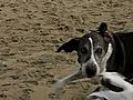 Beach play !