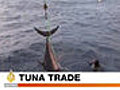 A Diplomatic Plea; No Ban on Bluefin Tuna