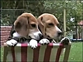 Tierisch cool - die Trickdog Beagles!