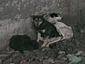 DogTown - Trapped Dogs Rescued