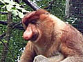 Proboscis Monkey