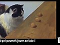 Vidéo Buzz: Le chat qui joue aux jeux de hasard !