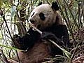 Elusive Giant Panda