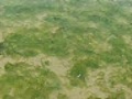 Green algae,  huge problem in the bay of Saint Michel