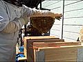 Top Bar Hive Inspection June 4 2011 Part 1 of 2