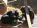 The Science of Monkey Morality