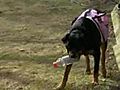 Dog Recycles Plastic Bottles