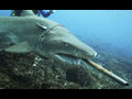 Vet removes metre-long hook from shark&#039;s mouth