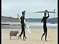 Surfing Sheep