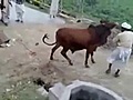 Vaca golpea en la cabezaa un tipo