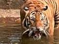 Malaysian govt backs tiger plan