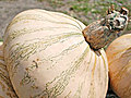 Heirloom Pumpkin and Squash Glossary