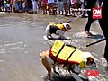 Hang 10! Surfing Dogs Catch A Wave