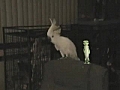 Snowball - Our Dancing Cockatoo,  with Gecko