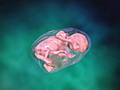 The Process of Fetal Development