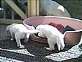 pups 24-7-2010