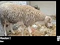 Vidéo-Buzz: voici Super Mouton,  le mouton qui saute par la fenêtre !