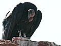 California Condors