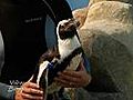 Penguins on display at Academy of Sciences