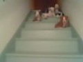 Puppies learn to climb stairs!