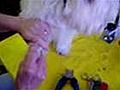 How To Clip Dog Nails