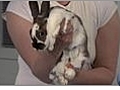 How to Handle Your Rabbit