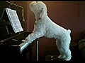 Piano dog sings and plays