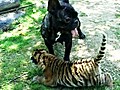 Bulldog Adopts Tiger