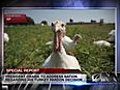 Obama Outlines Moral,  Philosophical Justifications For Turkey Pardon