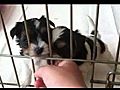Puppies on their one month Birthday
